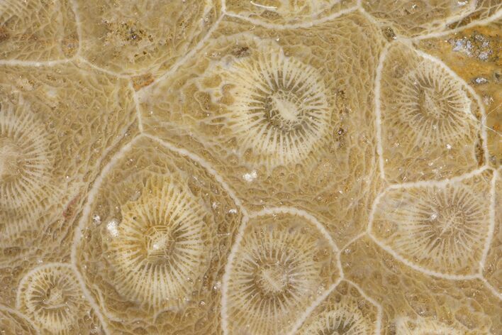 Polished Fossil Coral (Actinocyathus) - Morocco #100584